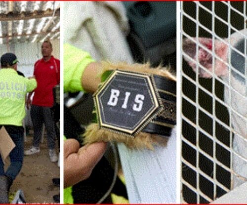 Rescatan a 12 perros que eran torturados y usados para peleas en una finca en La Calera