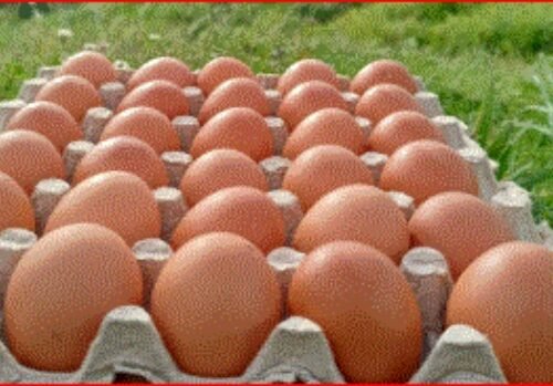 «Con Huevos Queda Mejor», campaña para redescubrir nuevas formas de consumo