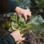 La FAO alerta sobre la importancia de proteger cultivos para garantizar la seguridad alimentaria