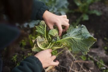 La FAO alerta sobre la importancia de proteger cultivos para garantizar la seguridad alimentaria