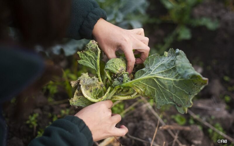 La FAO alerta sobre la importancia de proteger cultivos para garantizar la seguridad alimentaria