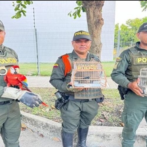 Operación “Escudo Silvestre”: así fue el rescate masivo de fauna en la región Caribe